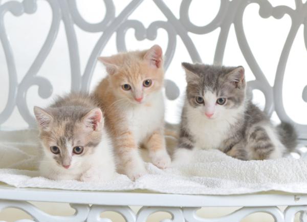  "ФотоМайстер", фотостудія